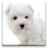icon Dog Wallpapers!(Wallpaper Anjing!) 5.1
