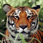 icon Tiger Wallpapers(Wallpaper Tiger)