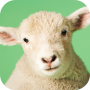 icon Sheep Sounds(Suara Domba)