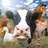 icon FarmRace(Lomba Peternakan) 14.0