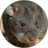 icon com.sounds.bandicootrat(Tikus Bandicoot: Suara, Panggilan SMC SmartQ:) 2.1