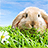 icon Rabbit Live Wallpaper(Kelinci Wallpaper Animasi) 2.11