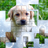 icon PicPu Dog Puzzle(PicPu - Dog Picture Puzzle) 2.00