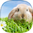 icon Rabbit Live Wallpaper(Kelinci Wallpaper Animasi) 2.3