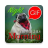 icon Gif Afrikaans Morning & Night(Afrikaans Pagi Malam Gifs
) 2.08.03