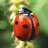 icon Ladybug Wallpaper(Ladybug Wallpapers) 2.0.0