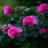 icon com.dakshapps.rainypinkflowers(Rainy Pink Flowers LWP) 3