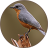 icon Bird Sounds 2017(Suara Burung dan Nada Dering) 1.5