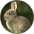 icon Rabbit Sounds(Kelinci: Suara, Nada Dering) 1.3