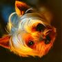 icon GOOD BOY dog pictures and wallpapers HD(gambar dan wallpaper anjing BAIK BOY, HD
)