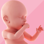 icon Pregnancy(Pelacak Kehamilan Hari demi Hari)