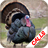 icon Turkey Calls(Panggilan berburu kalkun) 3.34
