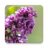 icon Lilac Live Wallpaper(Lilac wallpaper hidup) 1.0.7