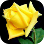 icon Roses Live Wallpapers For My Love, Flowers HD 4k (Mawar Wallpaper)