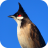 icon com.sounds.nokhuajuck(Bulbul merah) 2.3