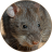 icon com.sounds.bandicootrat(Tikus Bandicoot: Suara, Panggilan SMC SmartQ:) 2.3