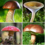 icon Mushroom identifier(Pengidentifikasi jamur
)