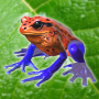 icon Frog Friends (Silang Teman Katak)