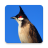 icon com.sounds.nokhuajuck(Bulbul merah) 2.16
