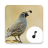 icon Quail Sounds(Suara Puyuh) 4.1.6