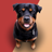 icon Barking dog sounds(Anjing Menggonggong Suara Nada Dering) 62.0