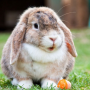 icon Rabbit sounds (Suara kelinci)