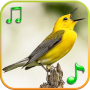 icon Birds sounds and ringtones(Suara Burung Nada Dering)