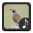 icon Quail Sounds(Suara Puyuh) 3.1.0
