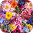 icon Vivid Flowers(Wallpaper Indah Bunga Hidup Tema
) 1.0.0