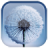 icon Dandelion(Dandelion Live Wallpaper) 2.0.4