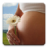 icon ru.fedr.pregnancy(Kalender Kehamilan) 2.3.4