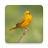 icon Bird Soundboard(Suara Burung dan Nada Dering) 2.13