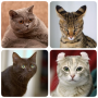 icon Cats(Cat Breeds Quiz - Game tentang C
)