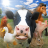 icon FarmRace(Lomba Peternakan) 19.0