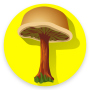 icon Mushroom(Aplikasi identifikasi jamur untuk
)