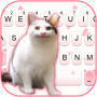 icon Funny Cat Face(Funny Cat Face Keyboard Background
)
