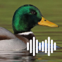 icon Duck Calls(Panggilan berburu bebek
)