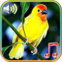 icon Birds sounds ringtones(Suara Burung Nada Dering Wallpaper)