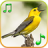 icon Birds sounds and ringtones(Suara Burung Nada Dering) 1.4