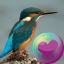 icon Colorful Hummingbirds(Hummingbirds HD Wallpaper)