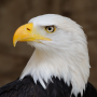 icon Eagle Sounds(Elang Suara dan Ringtone)