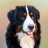 icon Dog Wallpapers(Wallpaper Anjing) 3.0.1