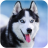 icon Talking Husky(Talking Siberian Husky) 1.9.5