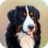 icon Dog Wallpapers(Wallpaper Anjing) 1.0