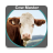 icon Cow Master(Master Sapi - Manajemen Kawanan) 2.3.5