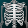 icon Human skeleton Anatomy(Sistem Osseous dalam 3D (Anatomi))