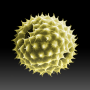 icon Pollen-News(Pollen-News
)