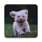 icon Dog Lock Screen(Layar Kunci Anjing Online
) 2.0