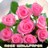 icon Roses flower Wallpapers(Bunga mawar Wallpaper V2) 1.1.5