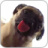 icon Dog Licking Live Wallpaper (Anjing Licker Live Wallpaper GRATIS) 1.2